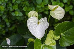 爱情唯美的说说句子：我的心，其实从来不曾离去_简短唯美的说说句子