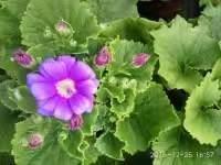 朋友圈最火适合元宵节发的心情说说 2020年最新正月十五短信祝