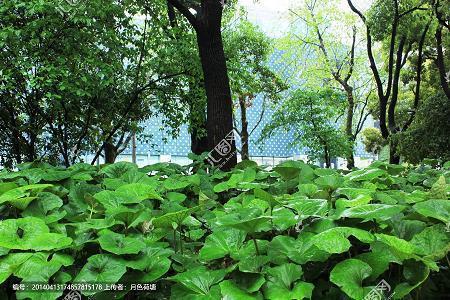 表达爱意的句子简短