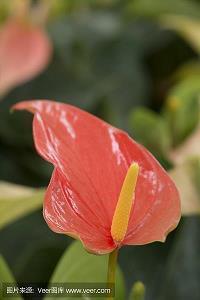花环