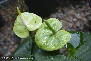 王条