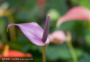 《红与黑》好句摘抄