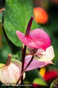 沊