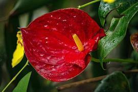 五月四日青年节祝福语
