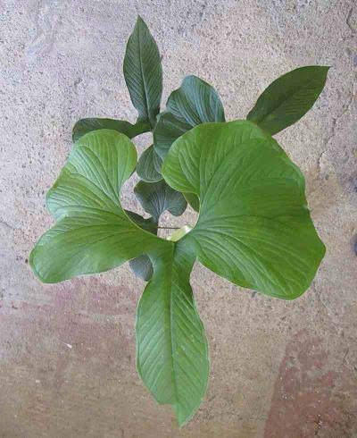 温暖作文素材例子大全