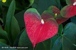 牛年祝福语简短的 牛年吉祥语句合集85句