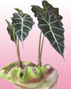 描写神情坚毅的句子43条