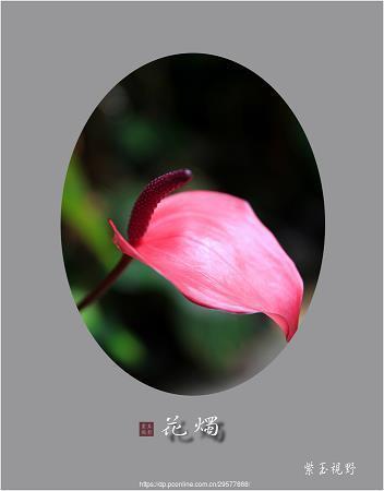 芦荟有什么妙用-芦荟的十大功效与作用