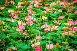 精神小伙短句40句
