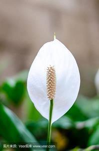 高澹