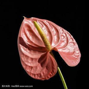 沃尔特·迪斯尼的故事：灵感来自老鼠