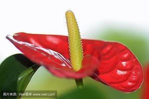 白衣天使感恩的经典语句