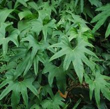 知奸亦有大罗