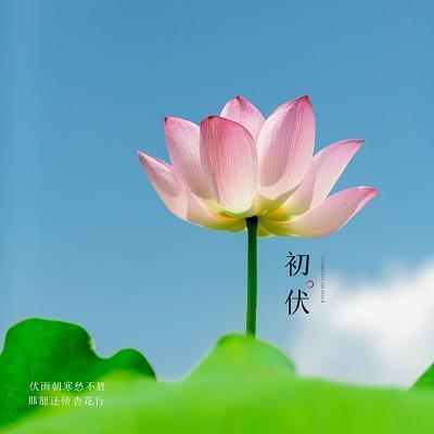 铣树