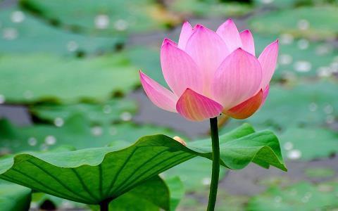 清明节祝福语摘录