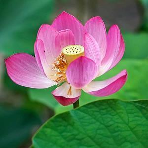 悋