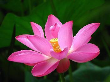 还魂