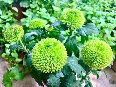 舳舻千里