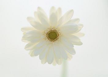 简短的元旦祝福语(精选41句)