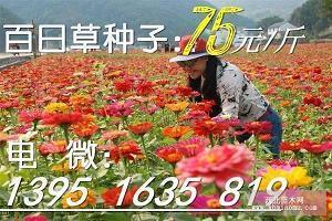 形容策划很牛的句子
