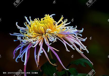 描写烟花绽放的优美句子