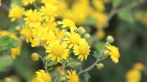 2021腊八节朋友圈祝福语简短