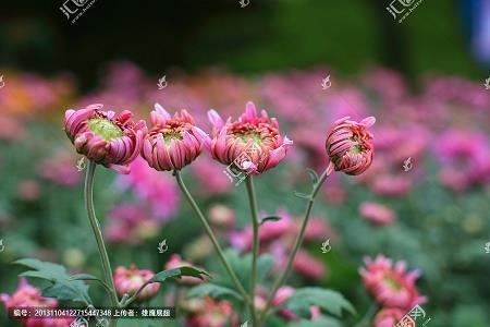 形容无欲无求的诗句