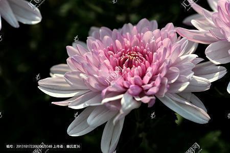 失去父亲的痛苦句子说说心情短语