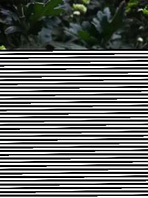 庢