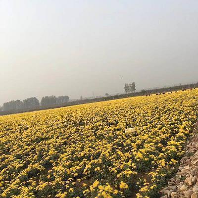 海上钢琴师台词 海上钢琴师的经典语录
