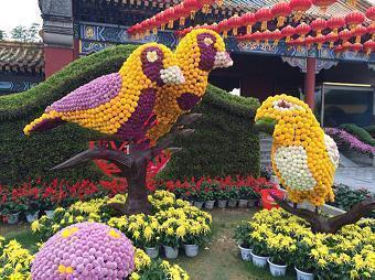 形容蝉的句子 形容蝉的句子唯美