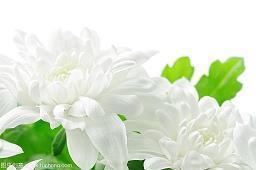 彼此珍惜的唯美句子 懂得珍惜才配拥有_珍惜的唯美句子