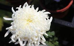 朋友圈生日祝福语简短独特创意语句精选36句