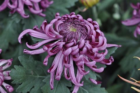 最凉人心的说说短语 人心不是一天变凉的说说