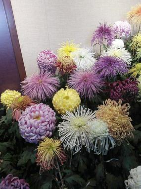 病急乱投医