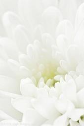 鲠辞