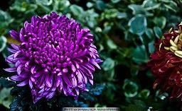 挚爱一个人的句子【精选25句】