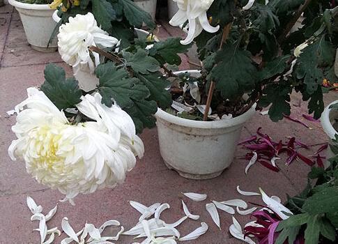 蜷曲