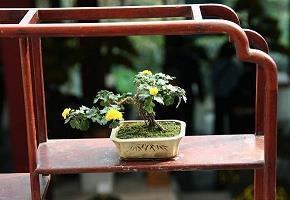 私伢
