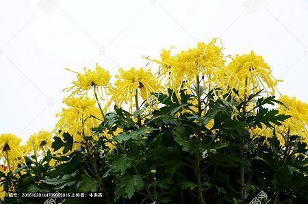 跨年发朋友圈的精美句子 跨年文案句子(精选38条)