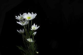 情人节说的话