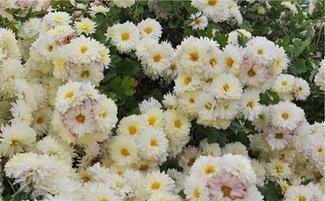 重阳节祝福语 重阳节说说朋友圈短句