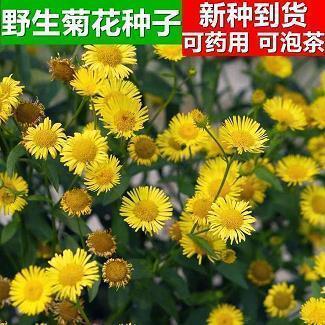 董卿说过一句话跟爱情一样