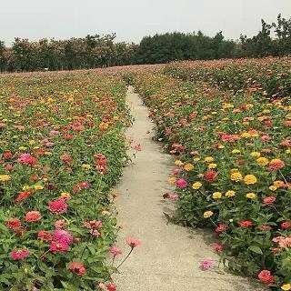 树功立业