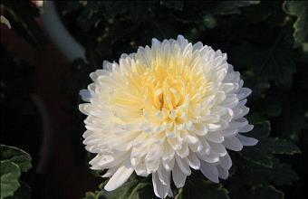 父亲节贺卡祝福语大全