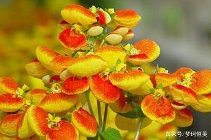 花露水除螨吗 花露水的作用与功效有哪些