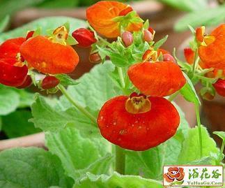 2020圣诞节促销文案