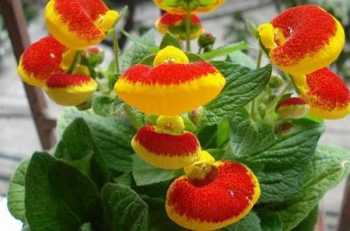 原耽里文笔极佳的句子 原耽小说语录摘抄经典