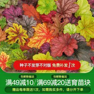轶致
