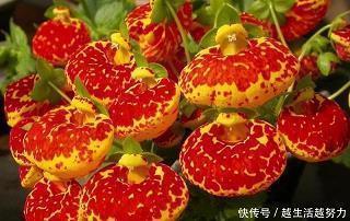学会改变自己：一只流浪狗的故事